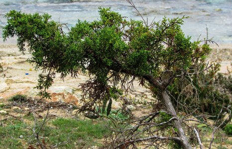 Mediterranean flora tree