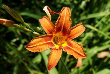 Open garden flower