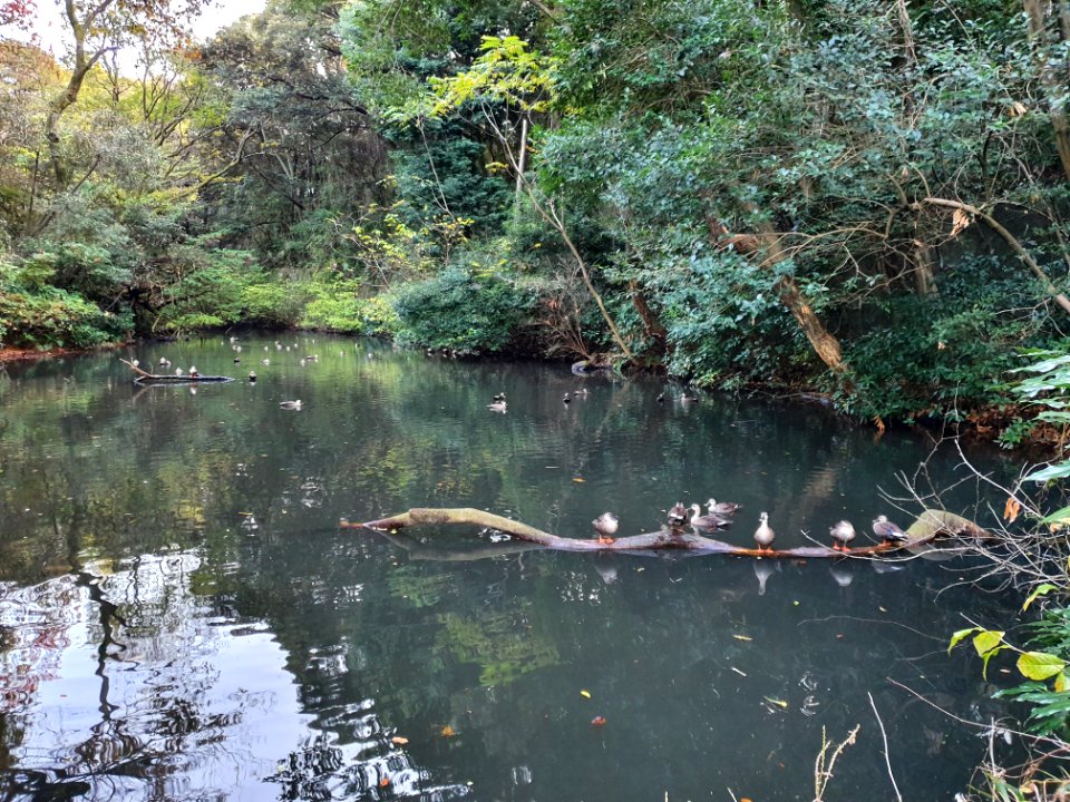 Start of winter at Institute for Nature Study 3