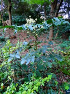 Start of winter at Institute for Nature Study 4