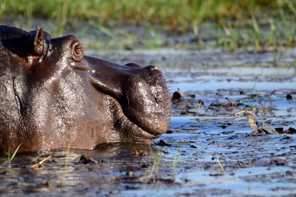 Mammal botswana chobe