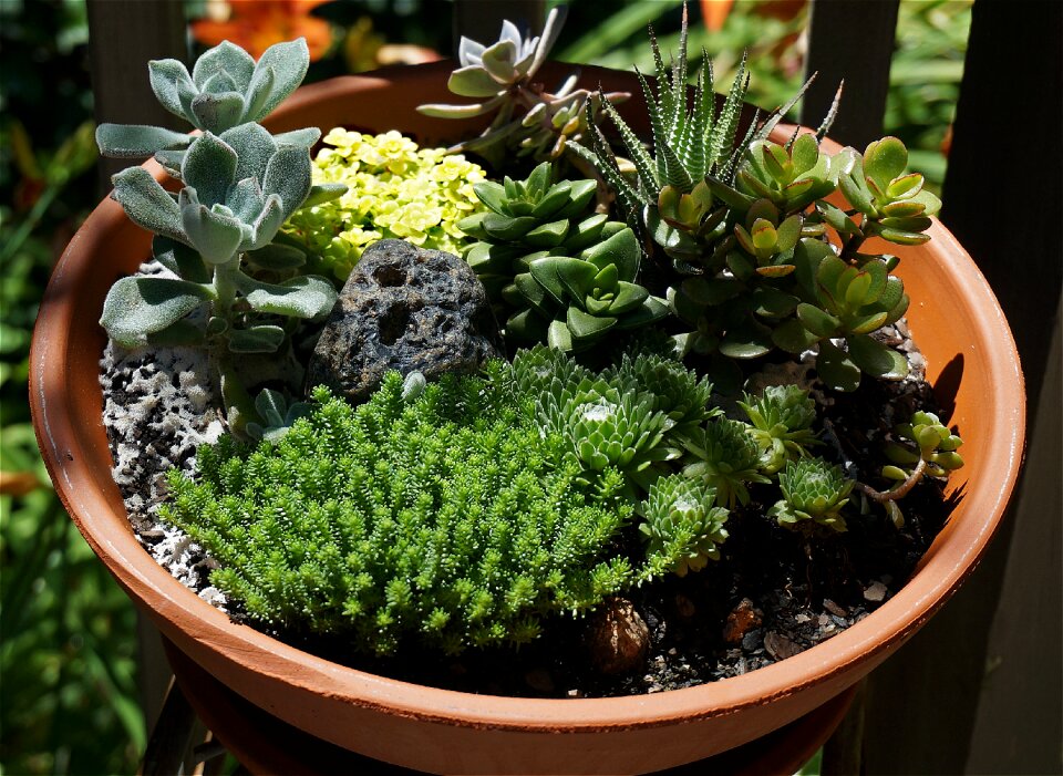 Plant clay pot miniature