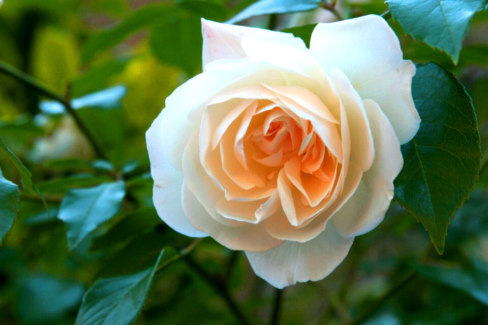 Flower england power