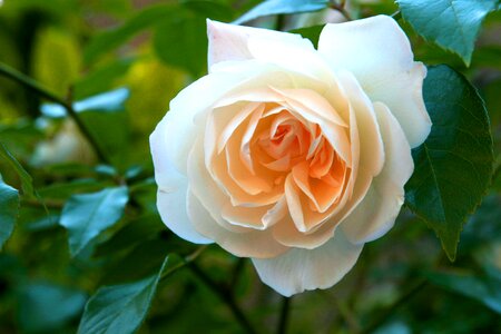 Flower england power