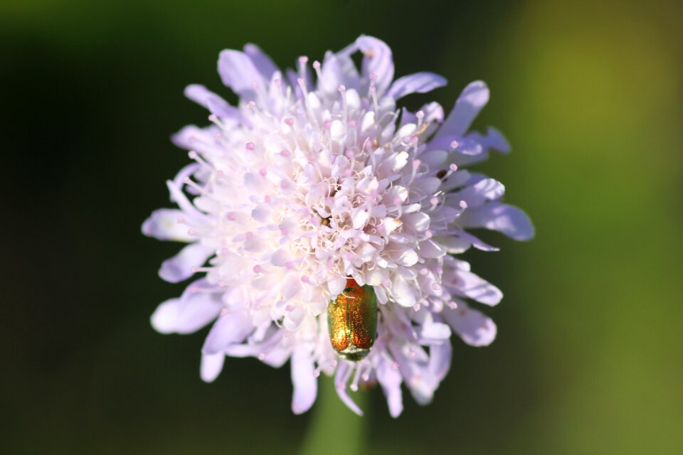 Macro meadow summer