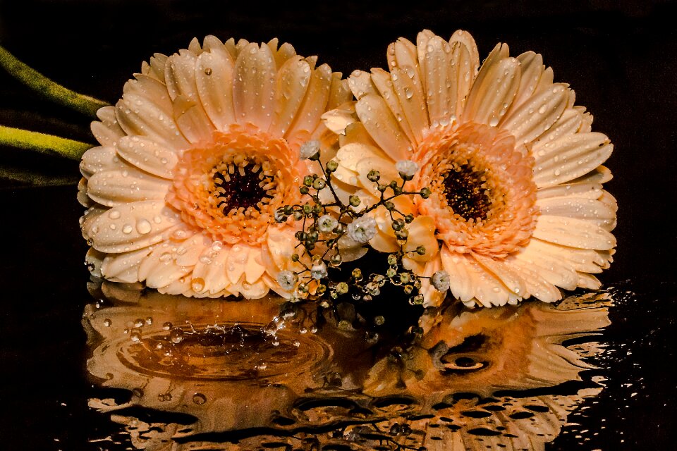 Petals orange drop of water