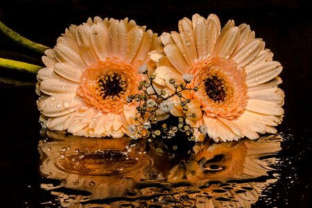 Petals orange drop of water