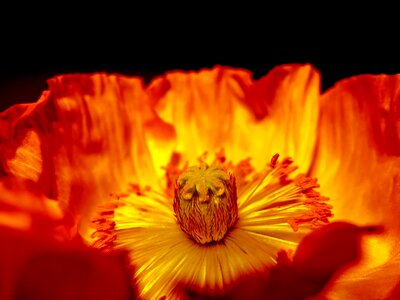 Orange poppy art photo