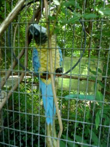 Statue of Macaw bird in a cage