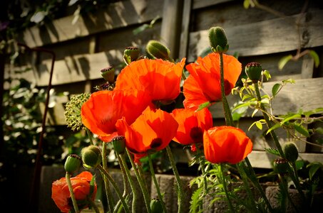 Poppy flower flower red