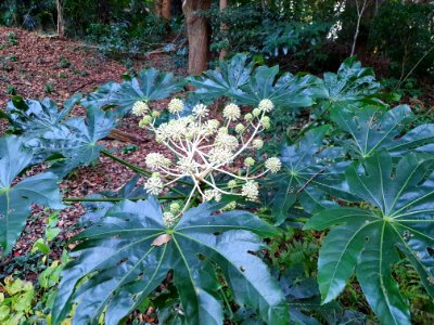 Start of winter at Institute for Nature Study 6