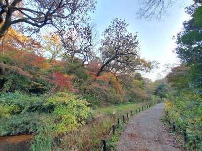 Start of winter at Institute for Nature Study 10