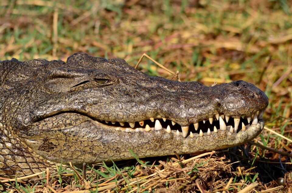 Botswana chobe tooth