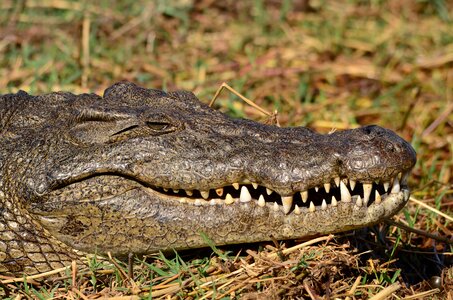 Botswana chobe tooth