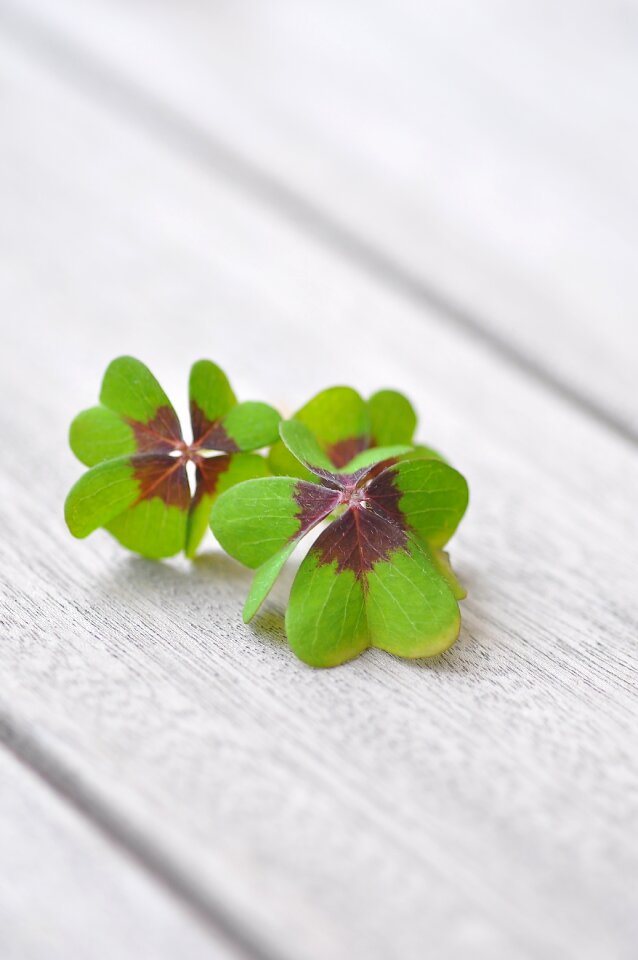 Vierblättrig plant luck