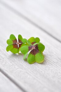 Vierblättrig plant luck