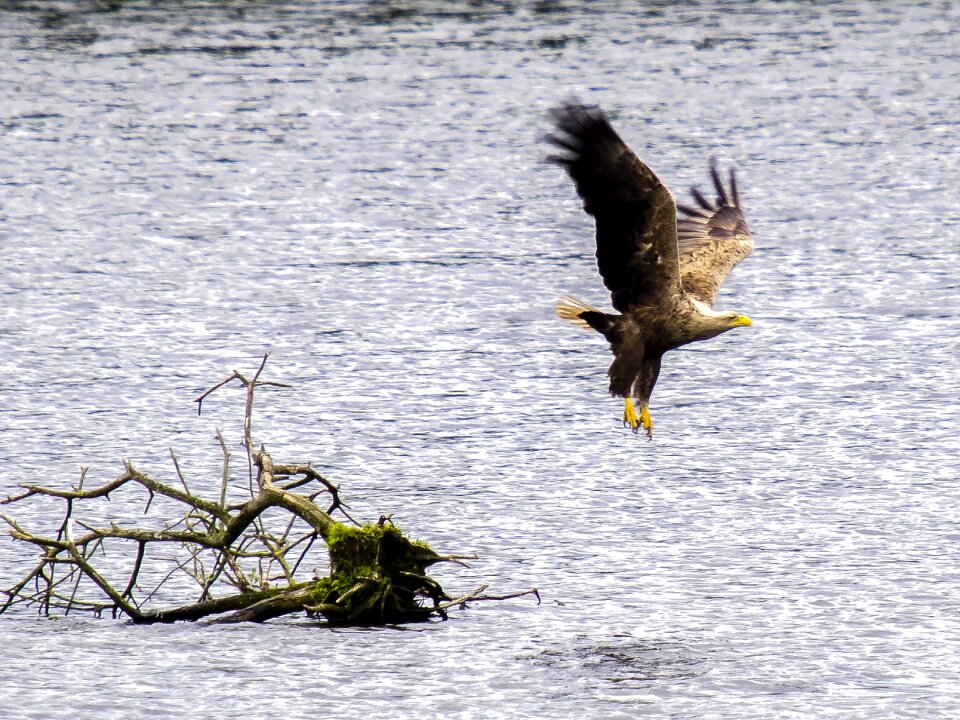 Bird nature animal