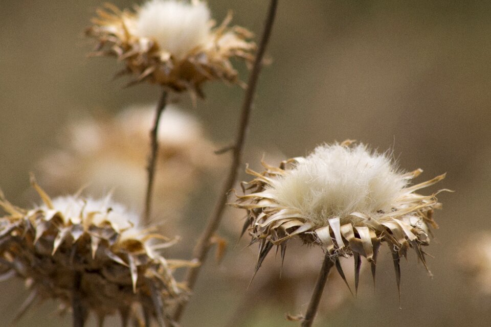 White nature natural