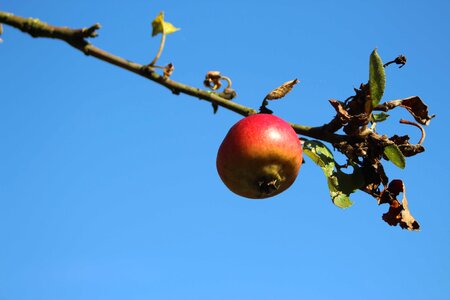 Fruits nature ripe