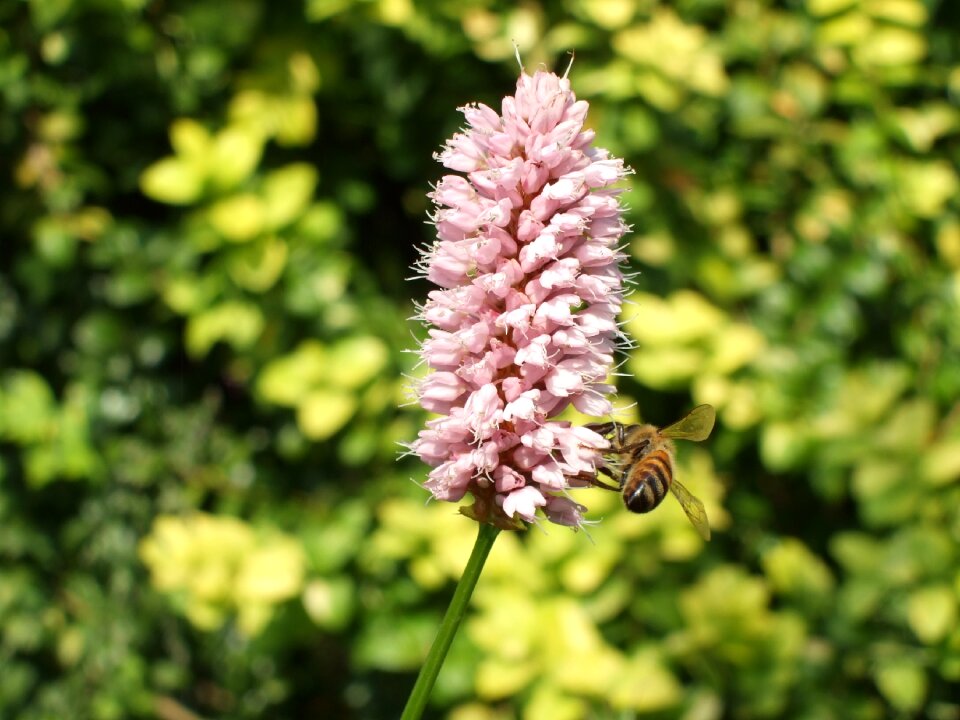 Bee insect poland