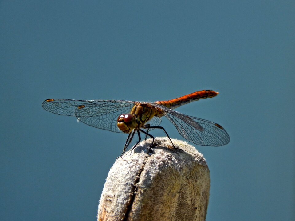 Macro insect winged insects