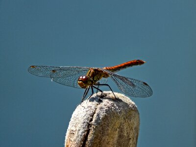 Macro insect winged insects photo