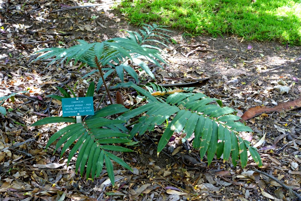 Stangeria eriopus (male) - Mildred E. Mathias Botanical Garden - University of California, Los Angeles - DSC02700