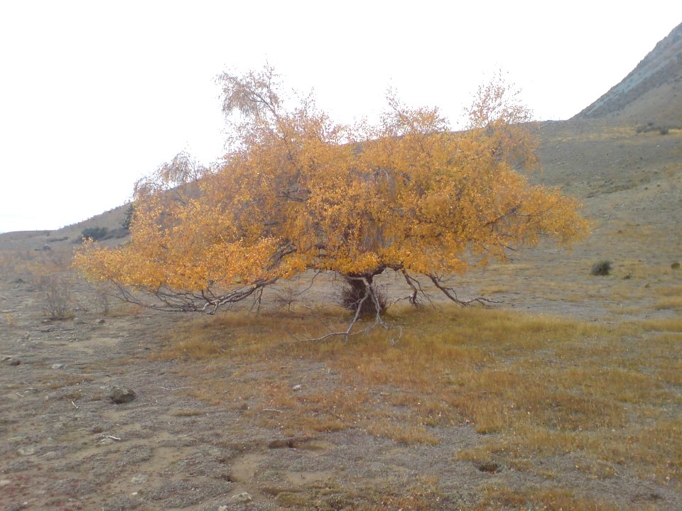 Stark Yellow Tree East of Lake Tekapo II