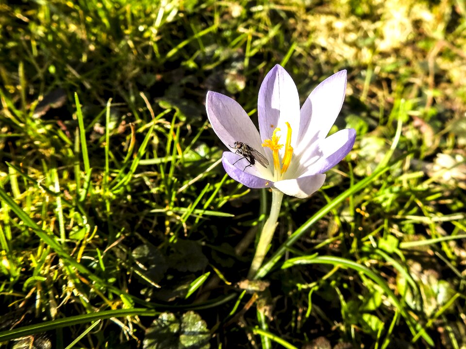 Blossom bloom nature