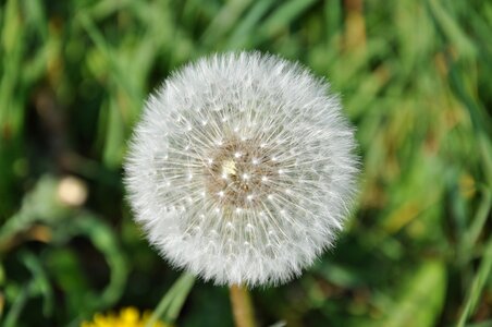 Nature white egret dandelion photo