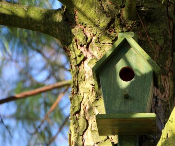 Bird hatchery wood photo