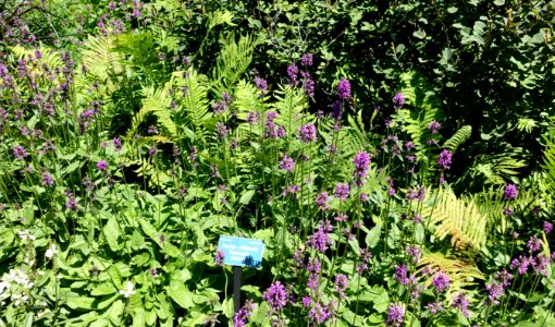 Stachys officinalis 'Hummelo' - Coastal Maine Botanical Gardens - DSC03069