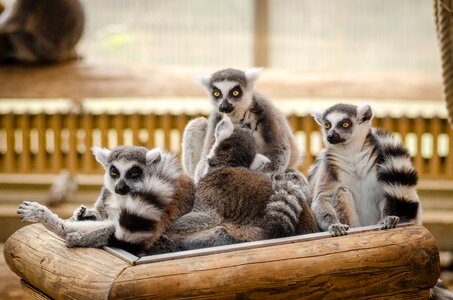 Madagascar primate wildlife