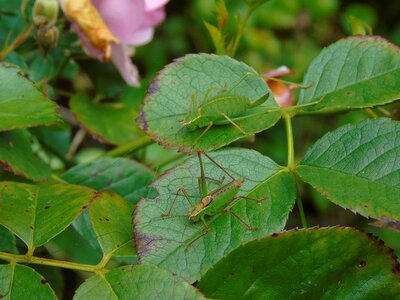 Nature grasshopper camouflage photo