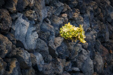 Nature small plant succulent
