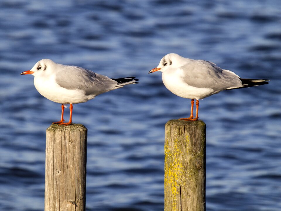 Water bird nature animal