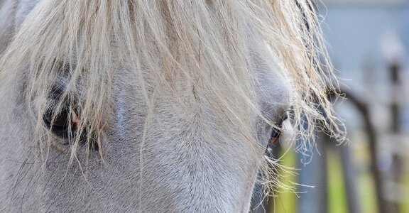 Reiterhof animal white horse photo