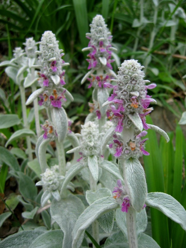 Stachys byzantina, 2015-06-02, Beechview, 01