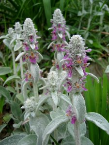 Stachys byzantina, 2015-06-02, Beechview, 01