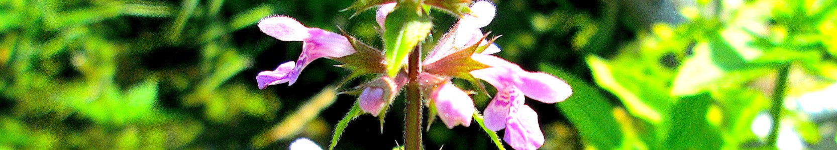 Stachys palustris. Reader