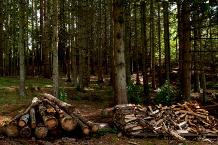 Stacks of wood in Grytan, Immestad