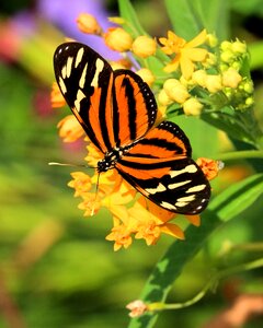 Outdoors summer nature