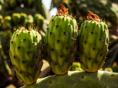 Nature mediterranean fruit