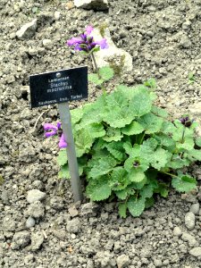 Stachys macrantha - Botanischer Garten Freiburg - DSC06417
