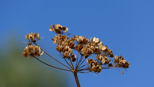 Umbel dry flora plant photo