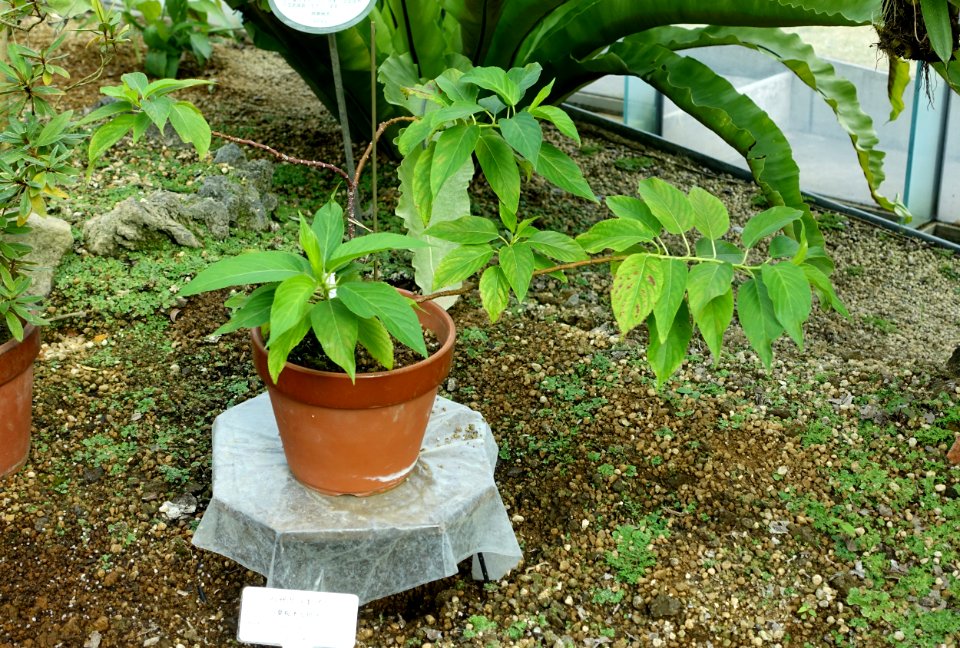 Stachyurus macrocarpus var. prunifolius - Shinjuku Gyo-en Greenhouse - Tokyo, Japan - DSC05895