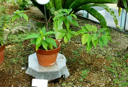 Stachyurus macrocarpus var. prunifolius - Shinjuku Gyo-en Greenhouse - Tokyo, Japan - DSC05895