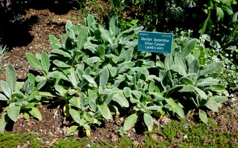 Stachys byzantina 'Silver Carpet' - Coastal Maine Botanical Gardens - DSC03104