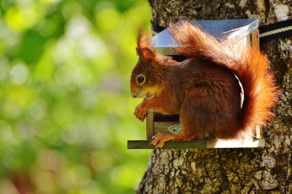 Nature rodent garden