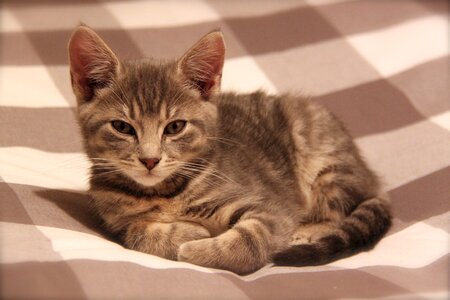 Pets animals cats